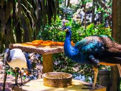 A Peafowl in the Kl Bird Park near Gardens hotels & residence