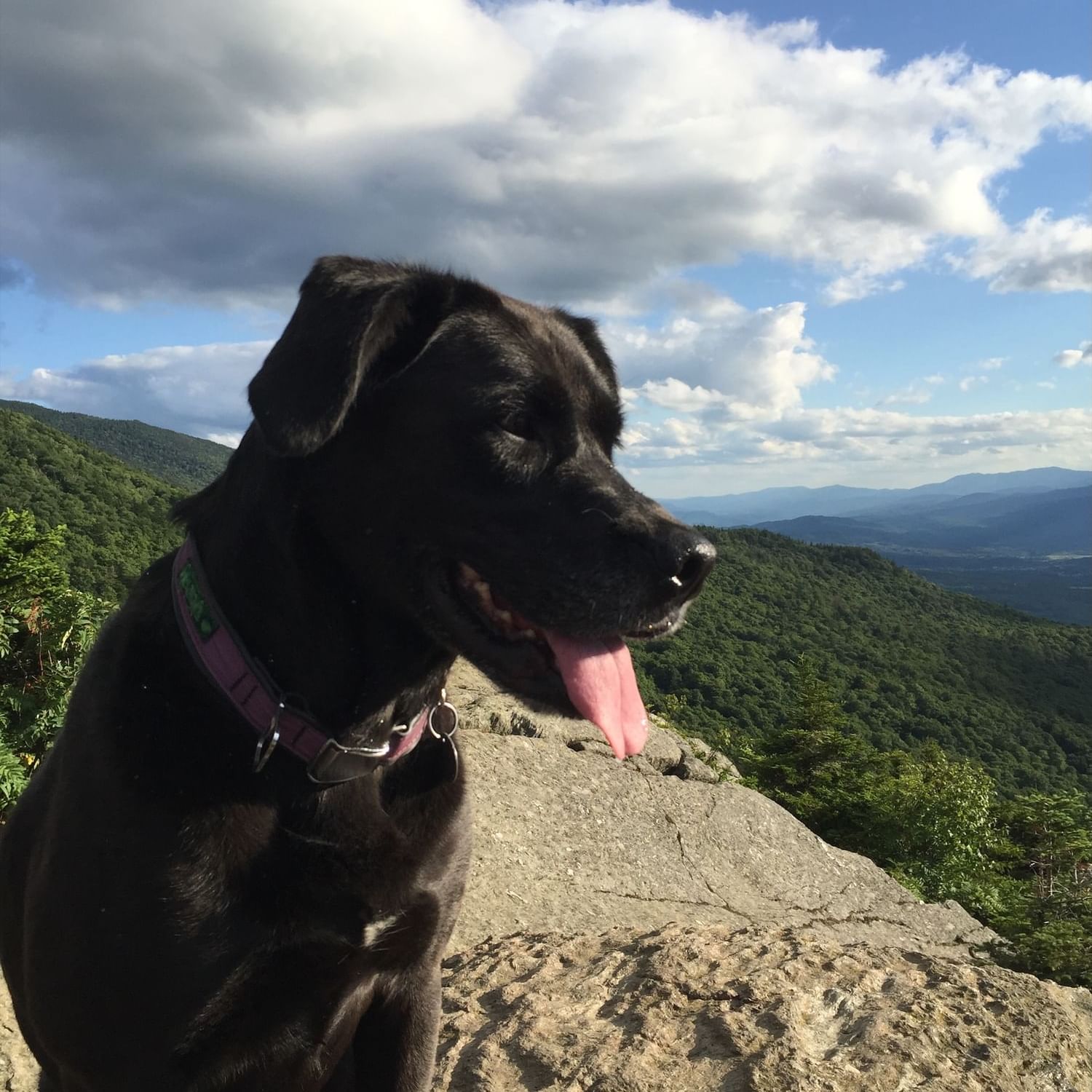 Black dog with tongue out sitting on rock overlooking lush mountain landscape.