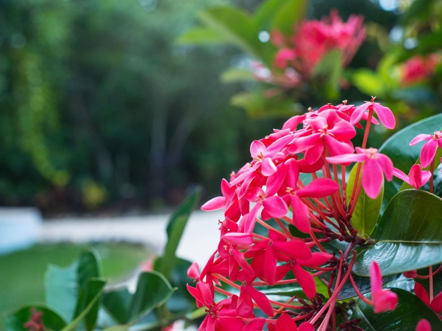 Closeup view of pink flower at La Coleccion Resorts
