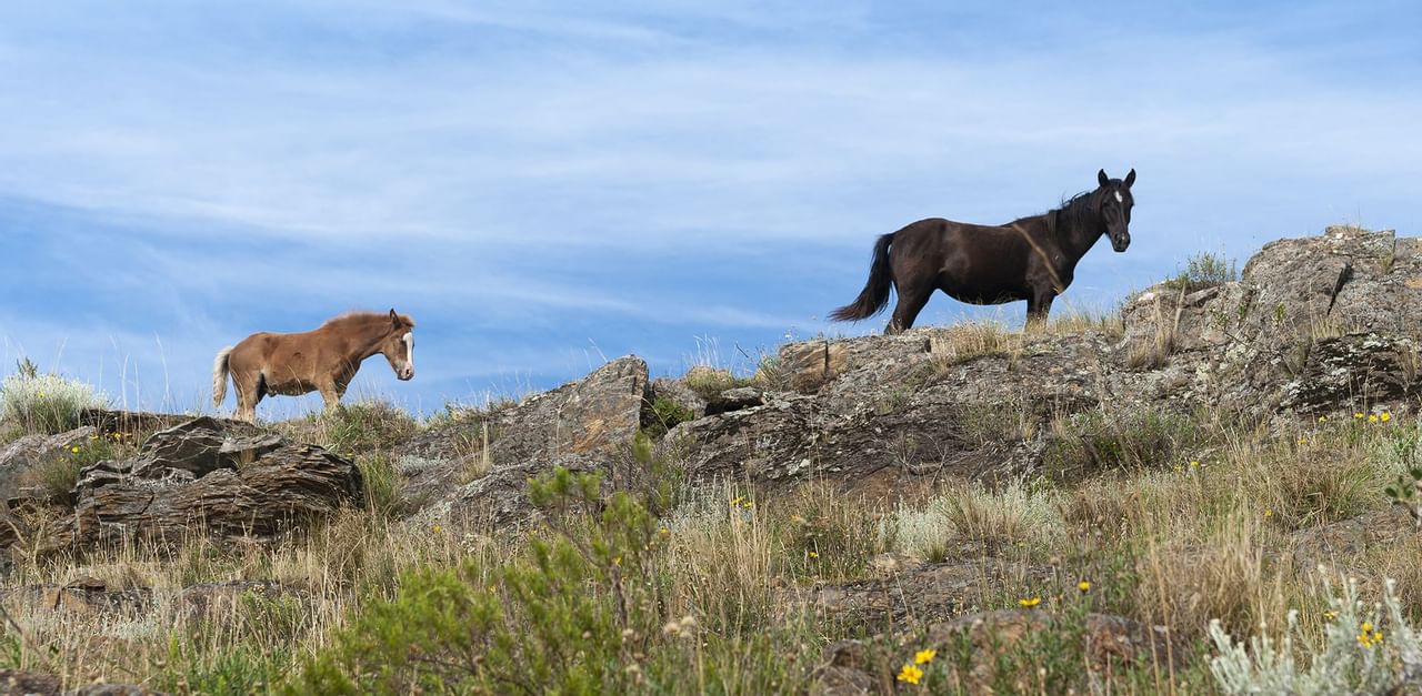 Bunch of horses on a rock near Coast Fort St. John Hotel