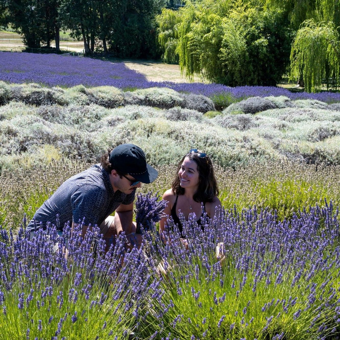 Couple picking lavender on a sunny day