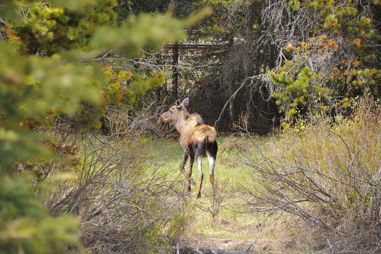 Tekarra Lodge - Wildlife(4)
