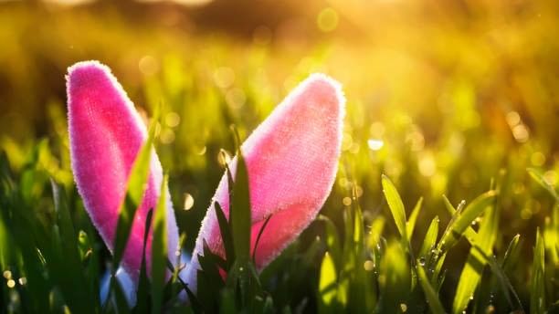 Pink bunny ears in grass with sunlight for Easter Bunny Sightings event.