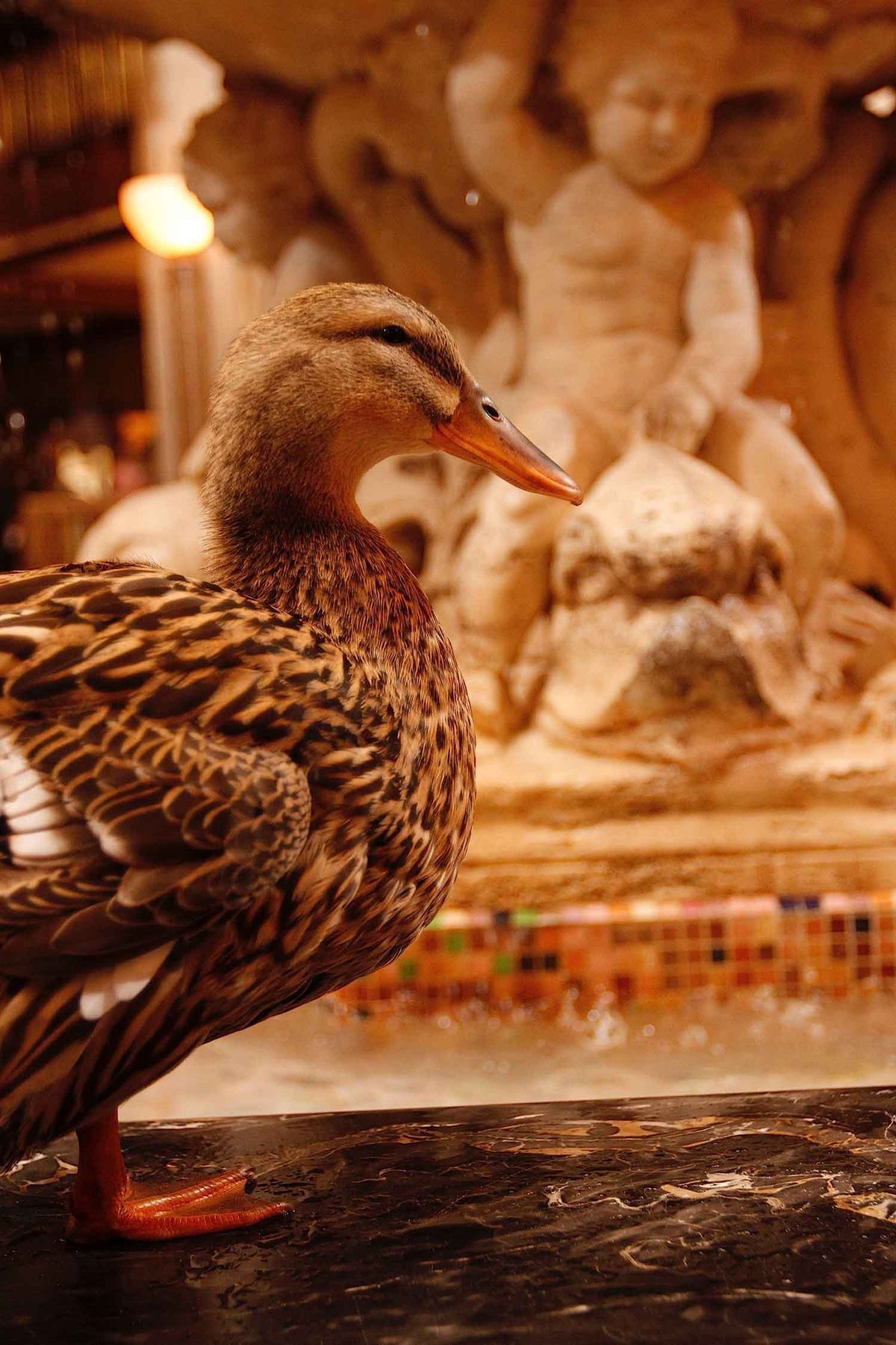 Peabody Rubber Duck  Shop Peabody Ducks, Bath & Body and Towels