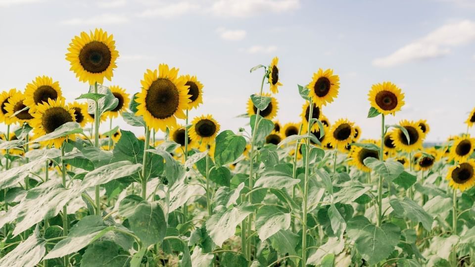 Field of sunflowers at Southern Hill Farms near Lake Buena Vista Resort Village & Spa