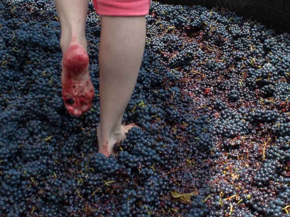 Stomping black grapes in Donato Winery near La Colección