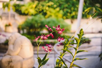 Pink orchids bloom in the foreground with lush tropical gardens and white buildings behind at Hotel Montana Haiti
