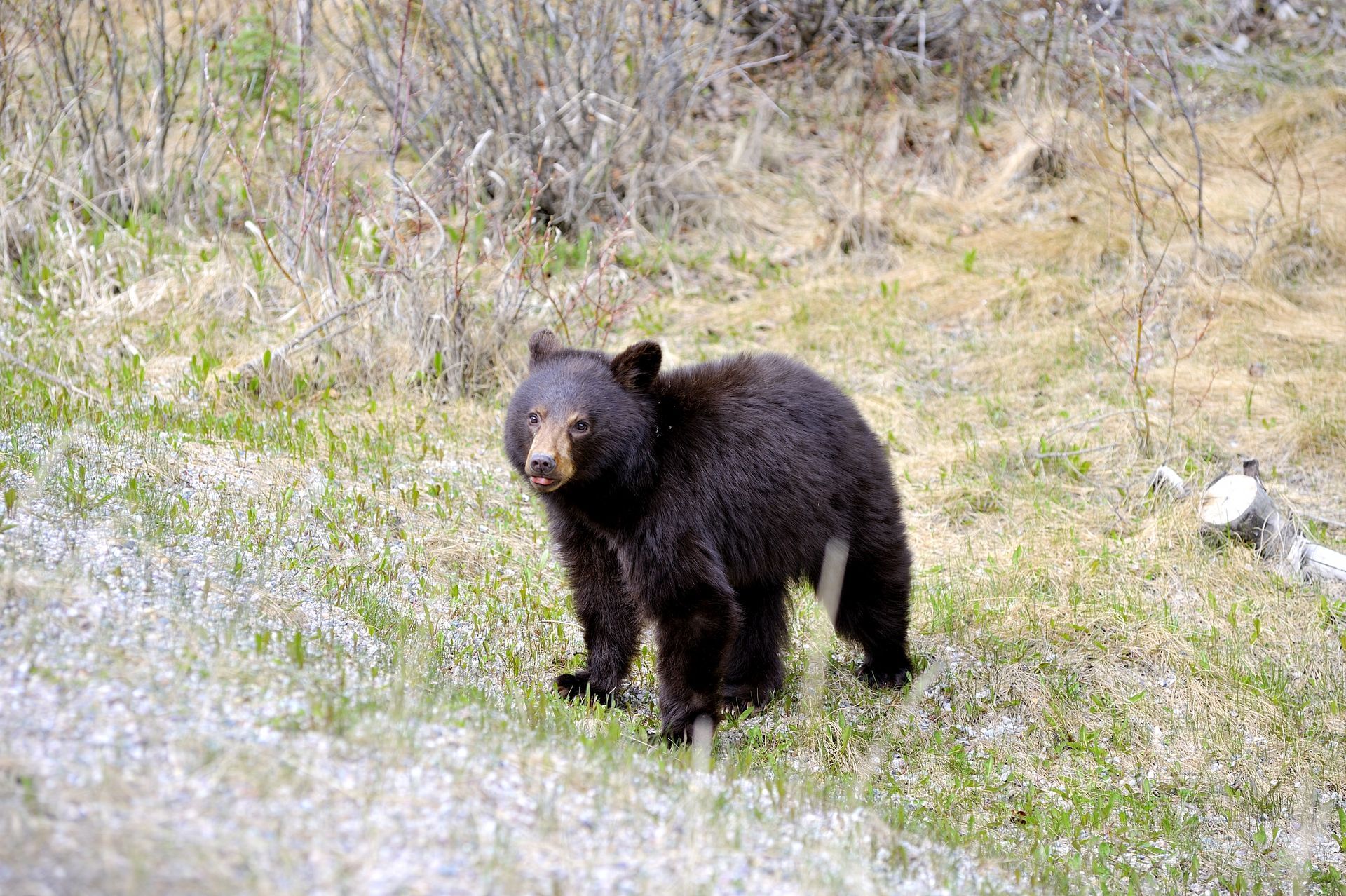 Tekarra Lodge - Wildlife(7)
