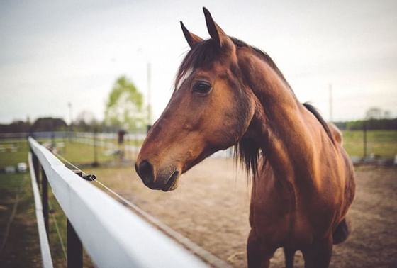 A horse in a yard near Richmond Hill Hotel