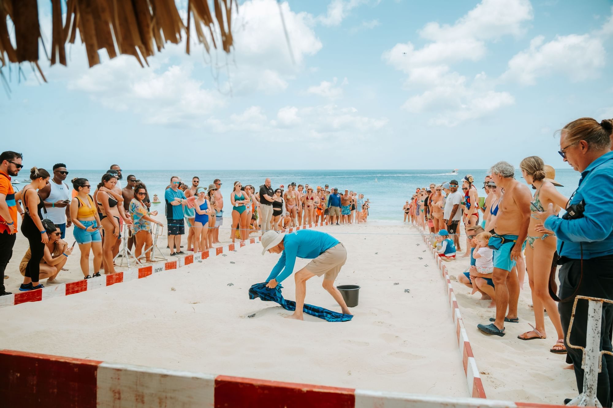 Sea Turtles hatching at Eagle Beach and Amsterdam Manor Beach Resort