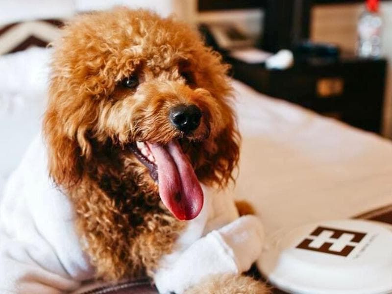 Dog Friendly Hotels in New York City