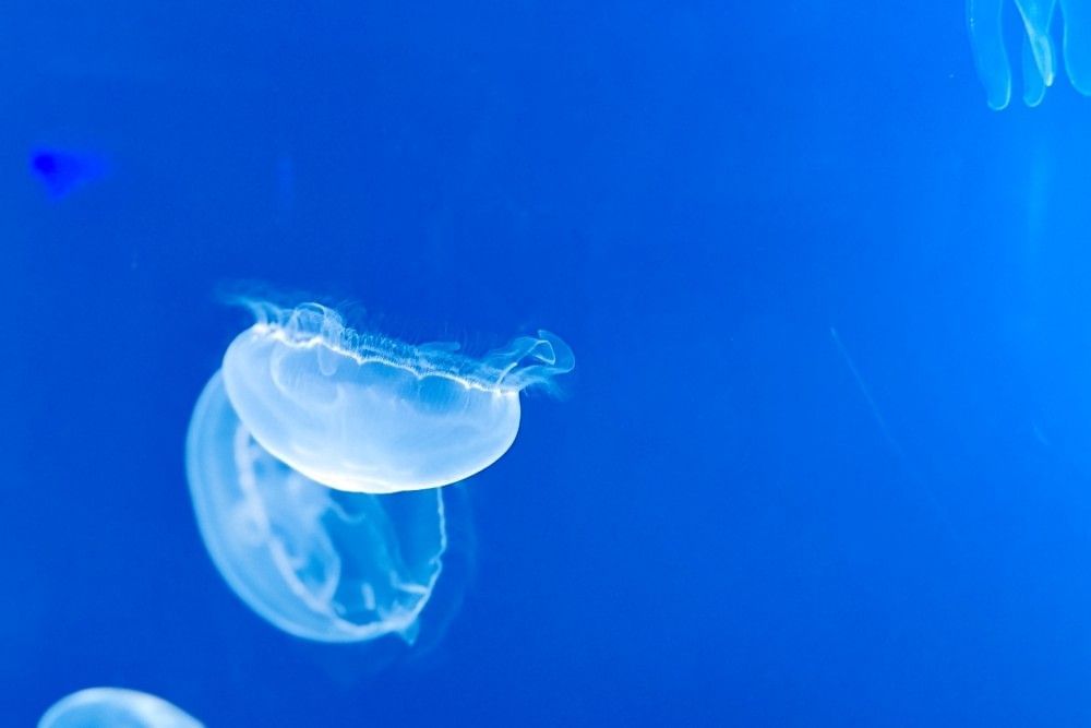 Several white, translucent jellyfish float in a bright blue aquarium at SeaWorld Orlando.