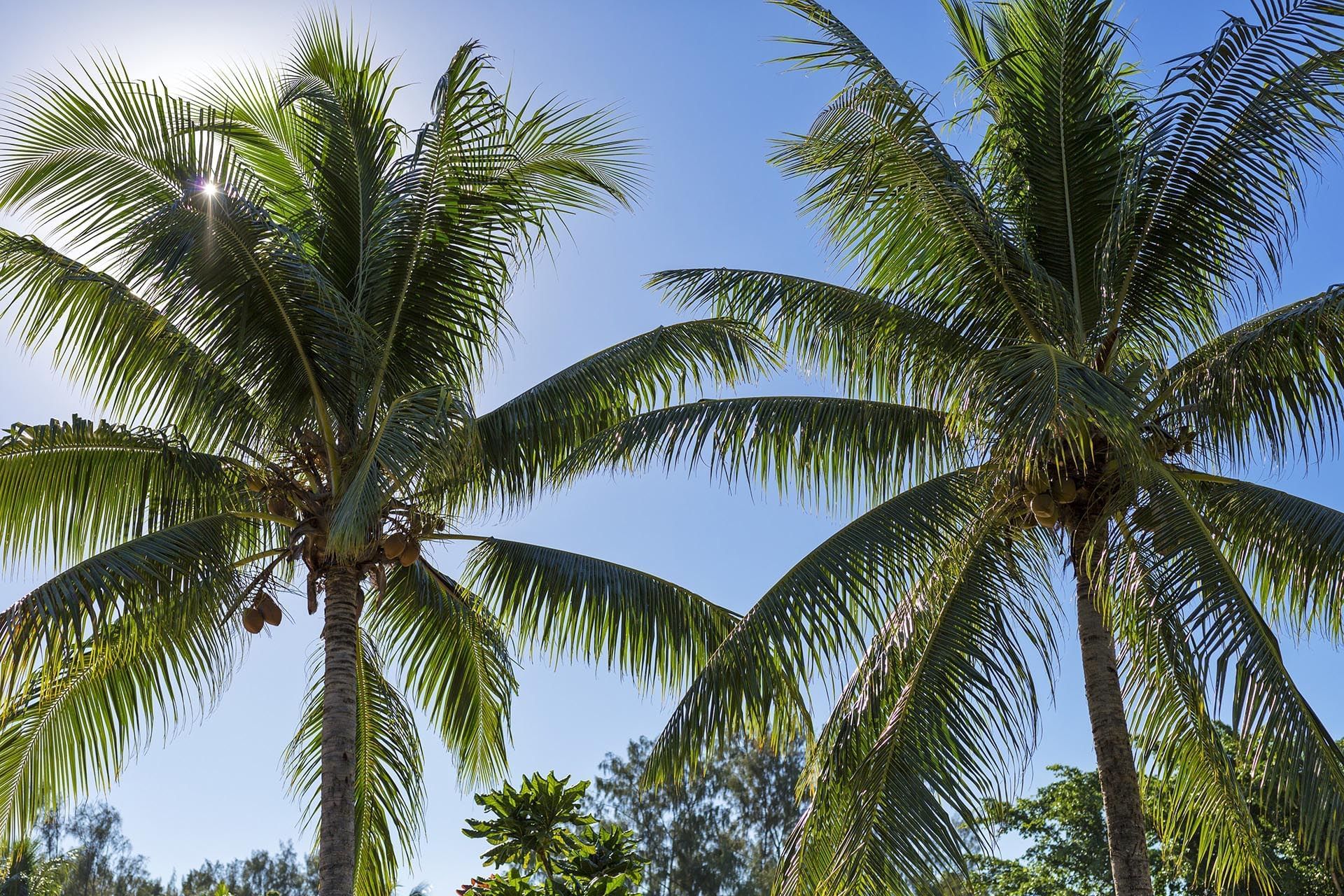 Low angle view of coconut trees at Warwick Le Lagon 