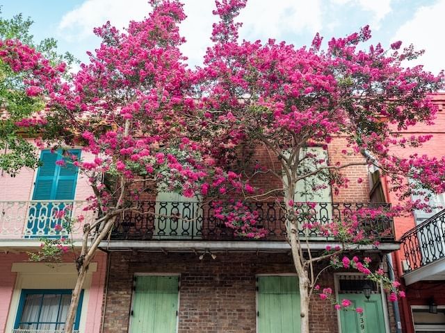 Pink cherry blossom tree & building near La Galerie Hotel