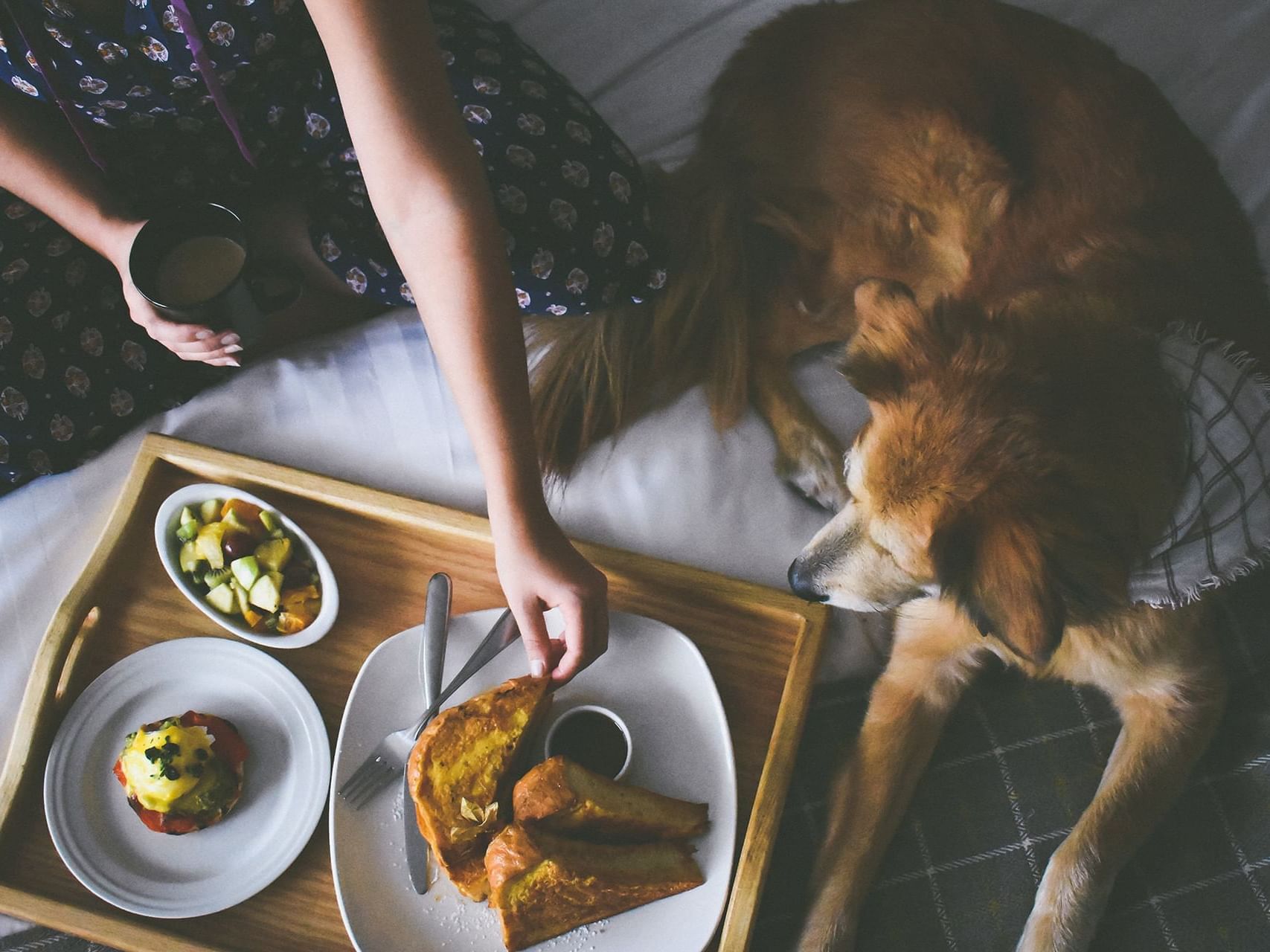 Top shot of breakfast in bed with a dog at Summit Lodge
