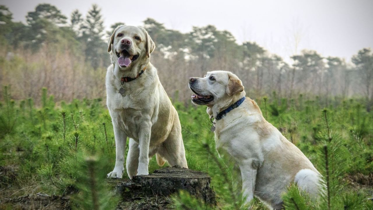Two happy dogs resting on grass