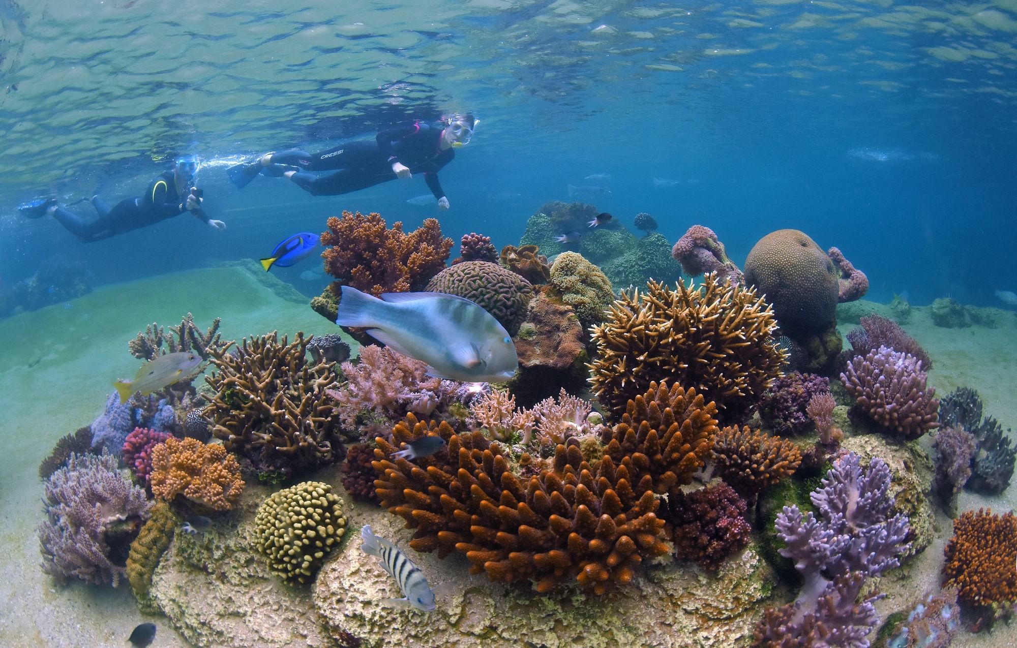 Men Snorkeling in reefs near Daydream Island Resort