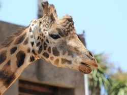 Baby Giraffe captured in the Zoo near Brady Hotels Jones Lane