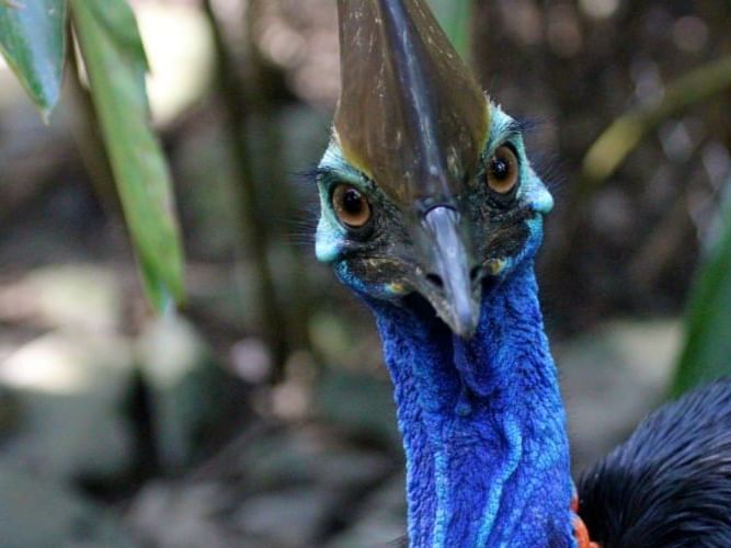 Close-up of peacock bird with blue neck at Pullman Port Douglas Sea Temple resort & Spa
