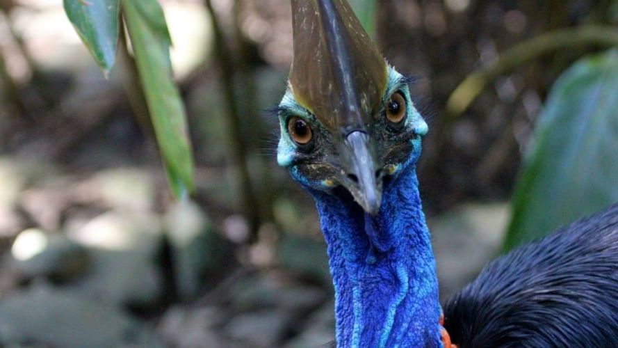 Close-up of peacock bird with blue neck at Pullman Port Douglas Sea Temple resort & Spa