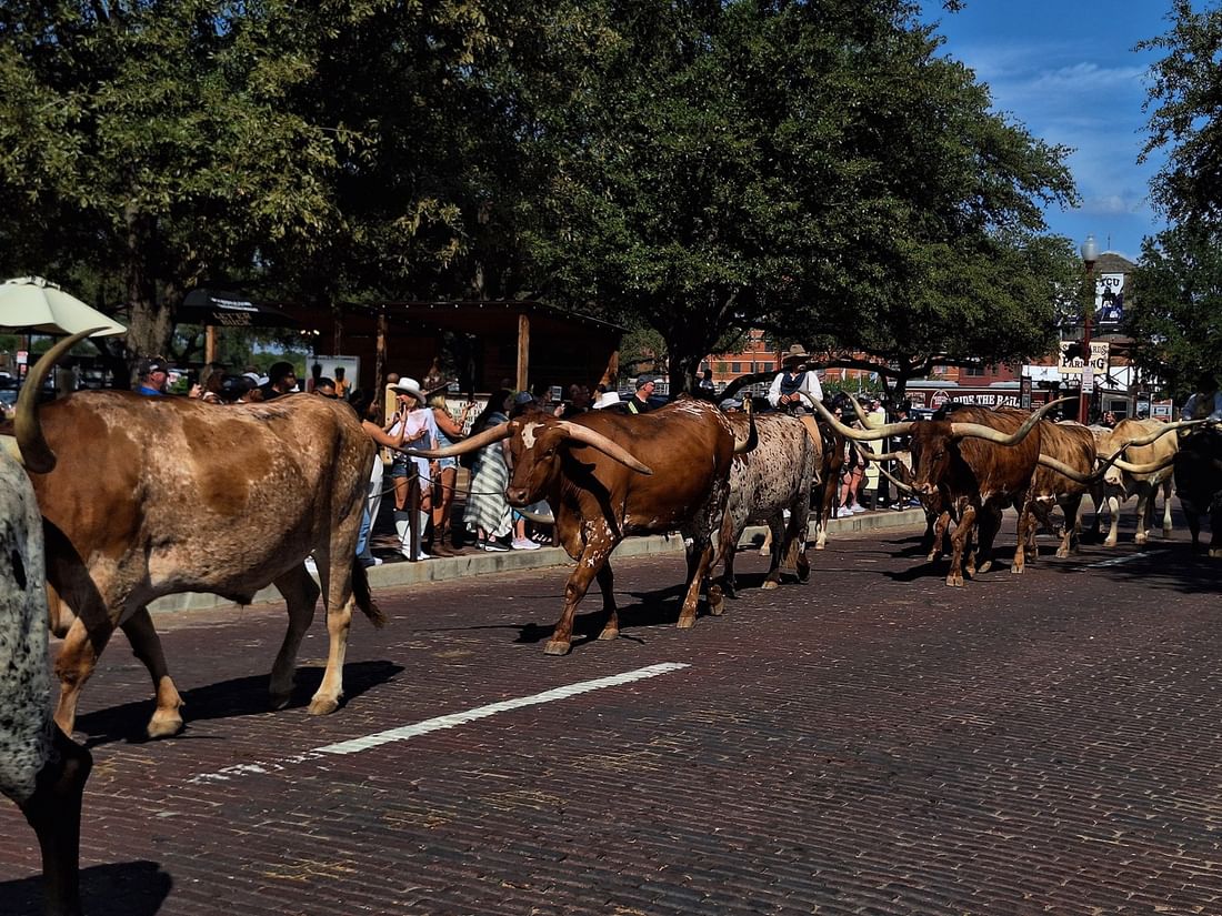 Longhorn cattle walking by onlookers on a brick street under leafy trees near Warwick Melrose Dallas Hotel