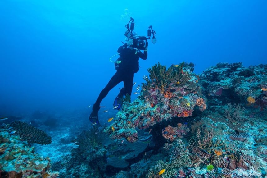 Diver taking photos of corals near Heron Island Resort