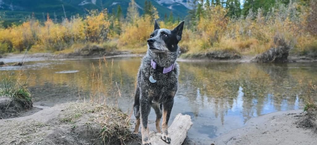 A dog stands on a log to take a break from hiking on a trail outside of beautiful Canmore.