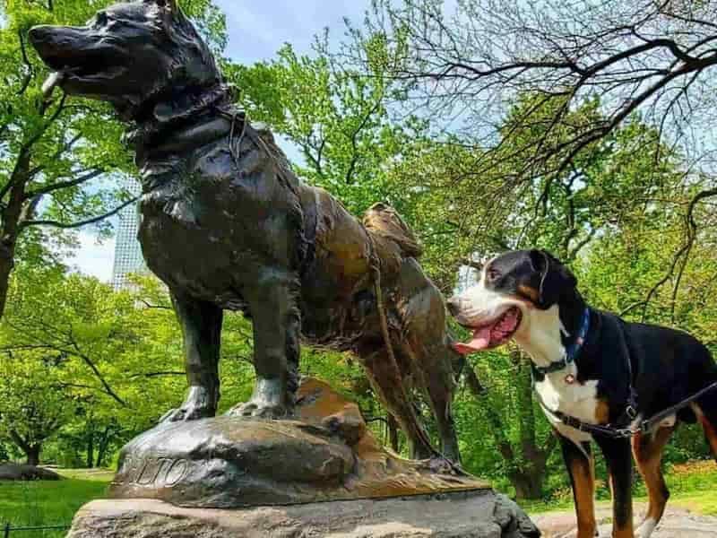 Balto Dog Statue in Central Park New York