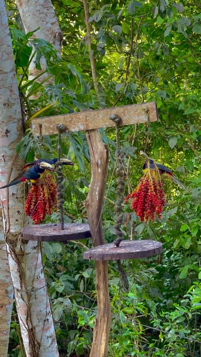 Un comedero para pájaros en uno de nuestros refugios de aves en el Summit Rainforest Hotel & Golf Resort en Panamá