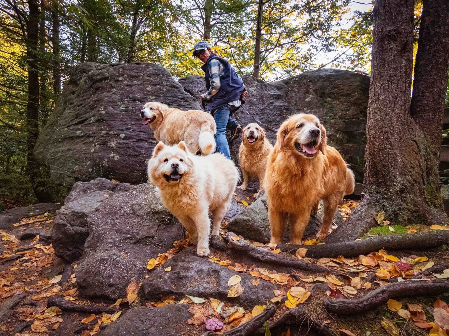 A pack of dogs exploring the woods with the owner near pet-friendly hotel The Inn at Canaan