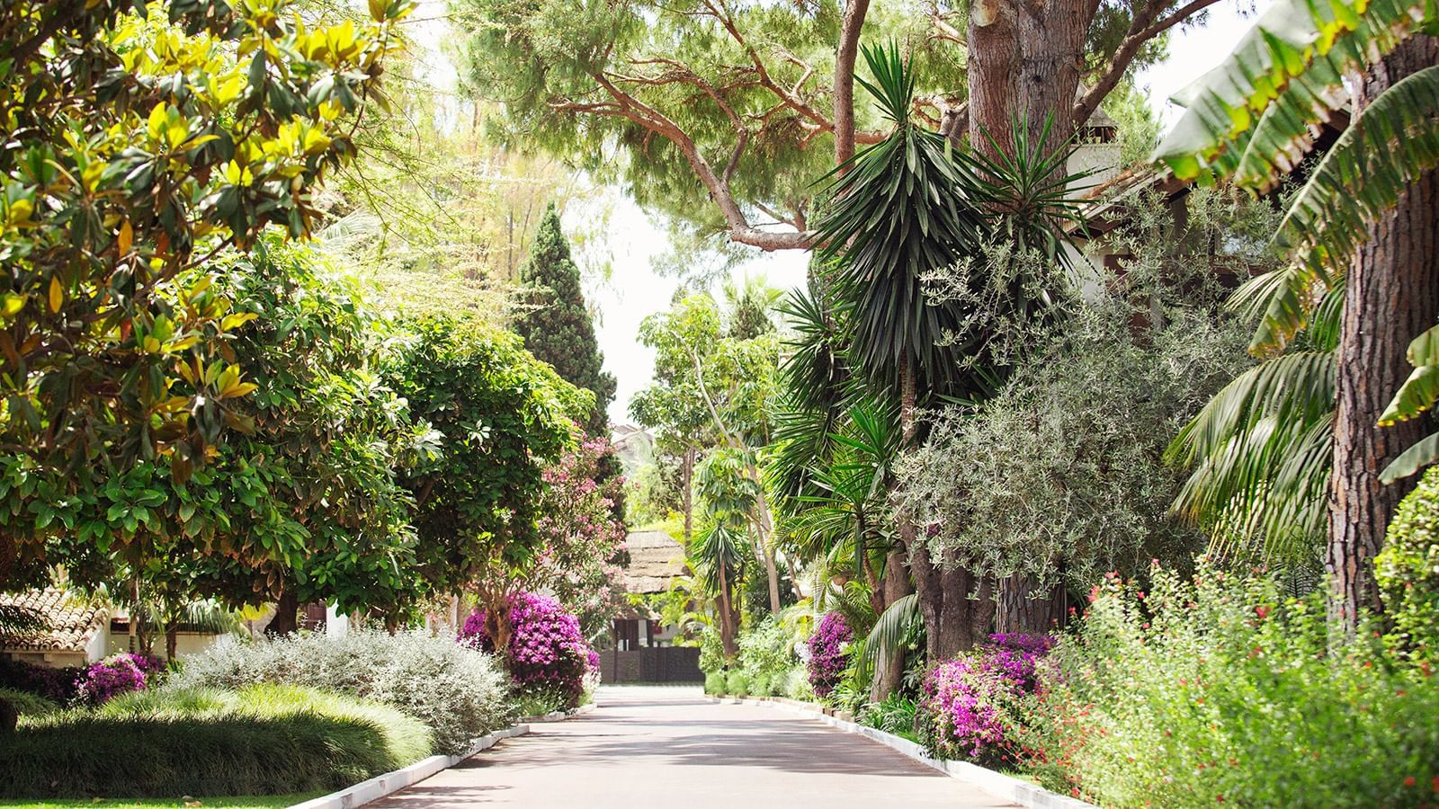 Entrance driveway lined by mature pine trees and blooming purple flowers on either side at the Marbella Club