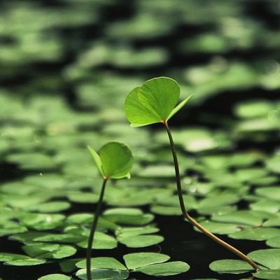 Water plants on lake near  Falkensteiner Hotels