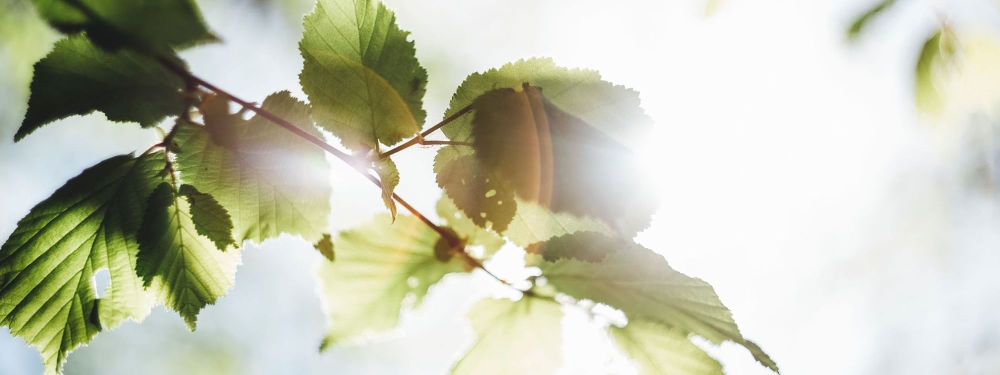 Close-up view of green leaves illuminated by sunlight at Novotel Sunshine Coast Resort