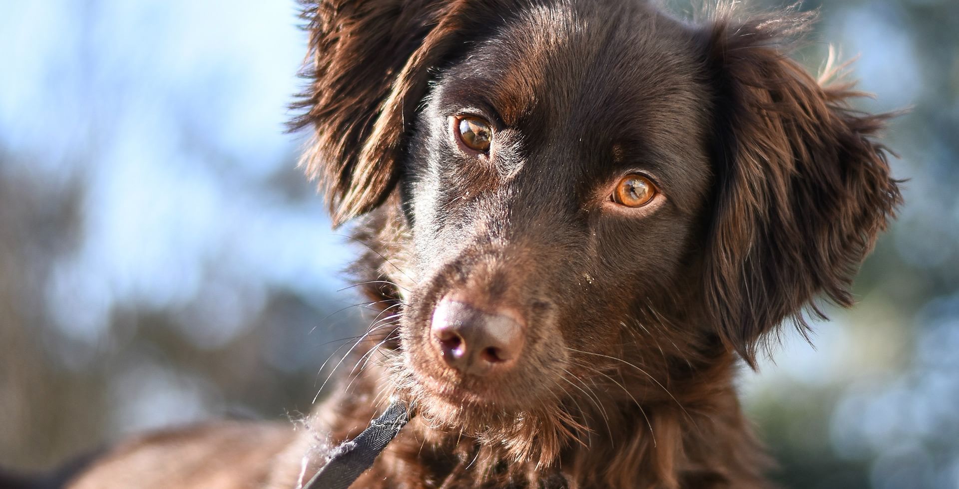 puppy looking with its head tlited