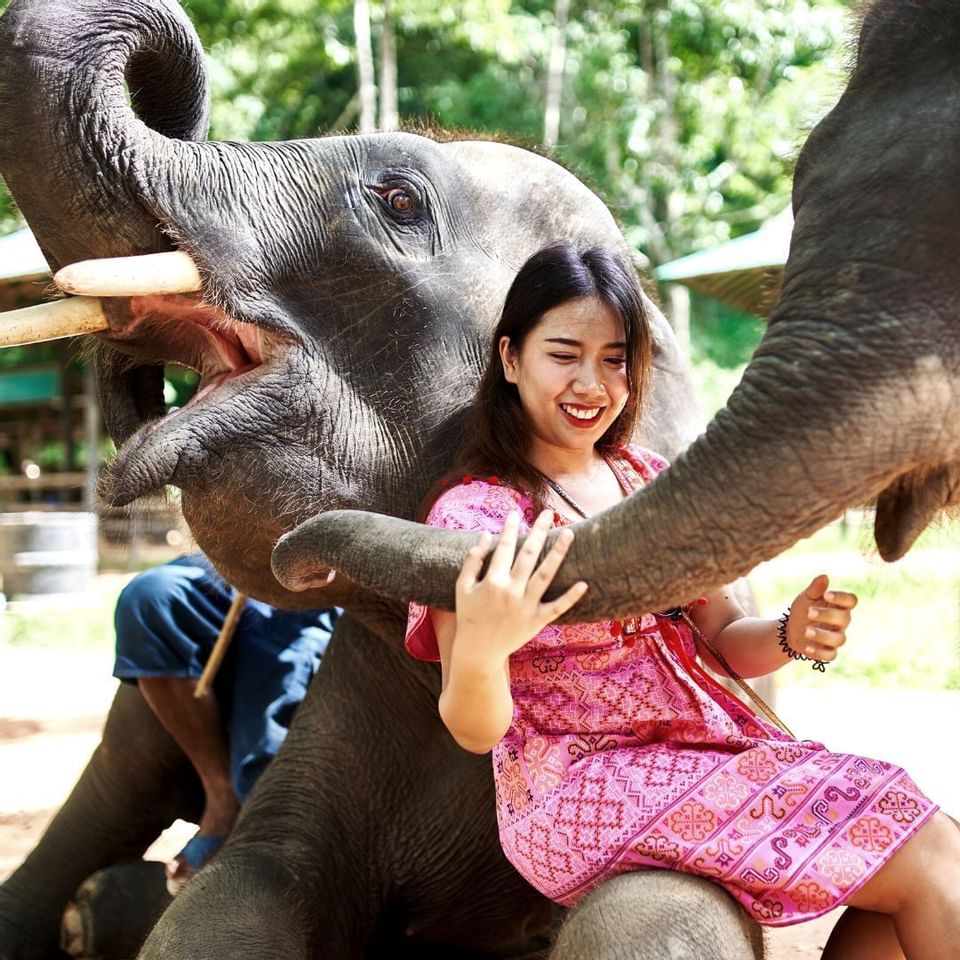What to do in Phuket - Play with elephants