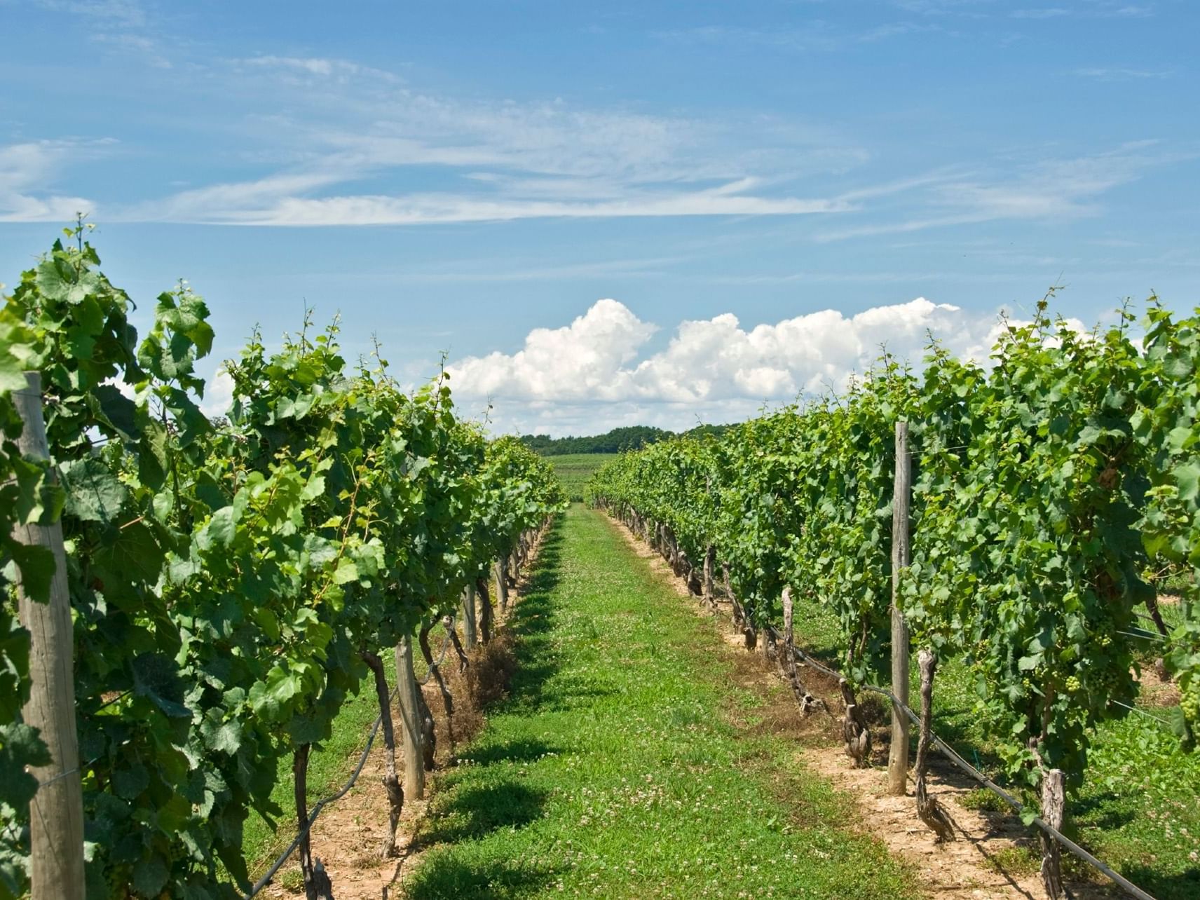 Vineyard at Shawangunk Wine Trail near Honor’s Haven Retreat