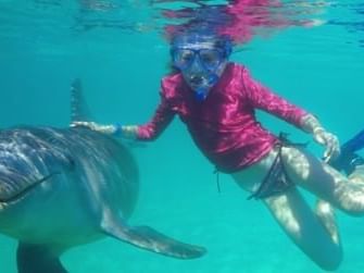 Closeup on a dolphin snorkel diver near Infinity Bay Resort