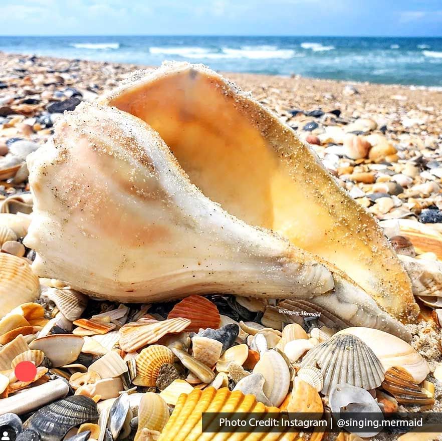 Large Seashell On Beach