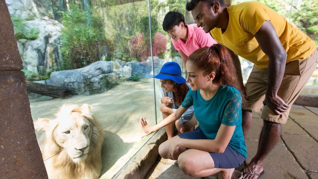 A group watching a lion at Wildlife Park near Sunway Lagoon