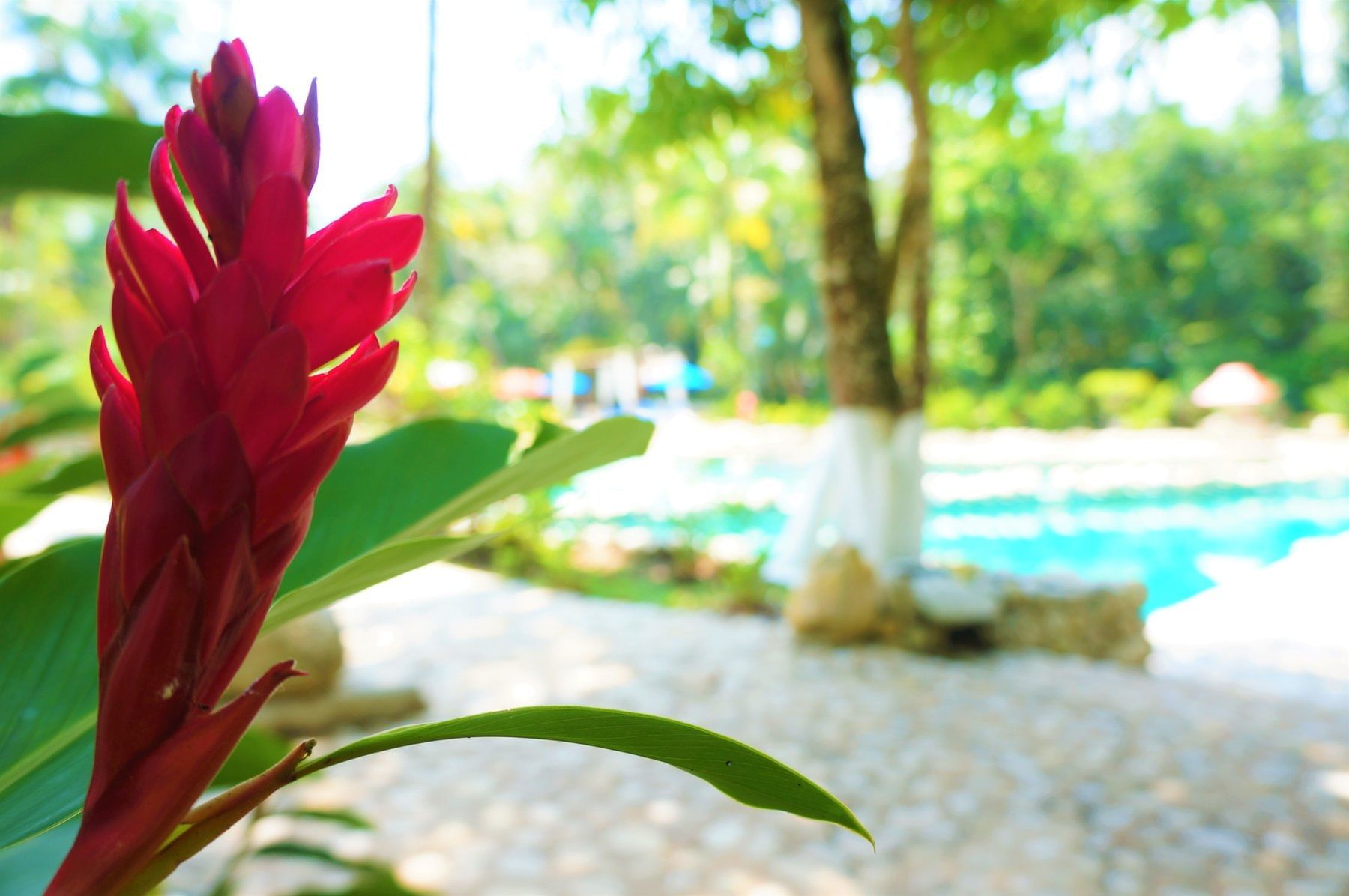 a red flower by a pool