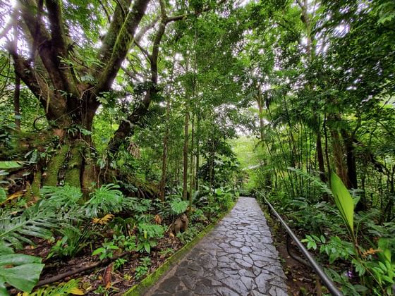 A walking path through jungle at Jaguarundi Lodge