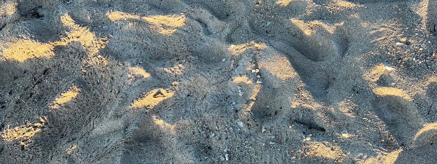Sandy beach with footprints and small plants at Tambua Sands Beach Resort, Sigatoka