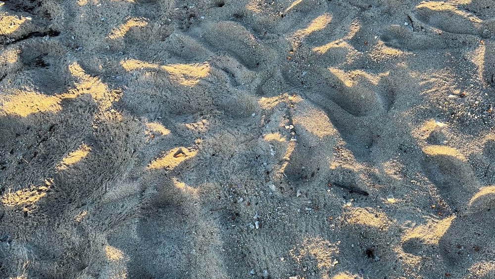 Sandy beach with footprints and small plants at Tambua Sands Beach Resort, Sigatoka.