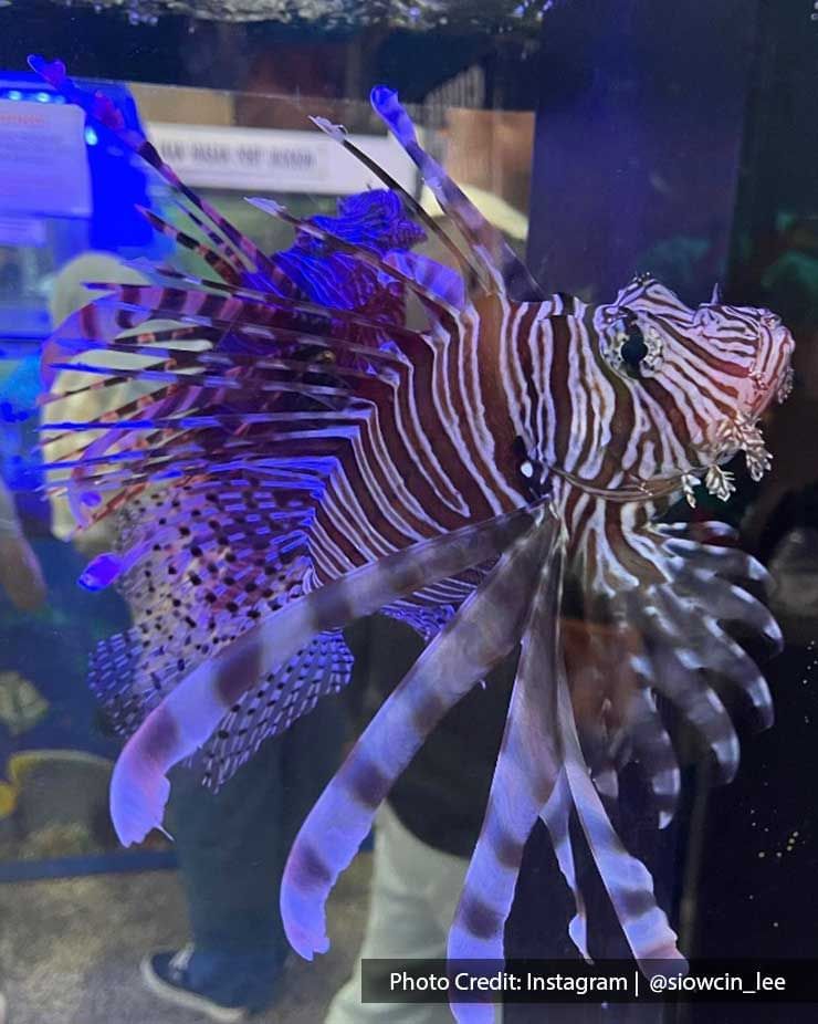 red lionfish swimming in the aquarium