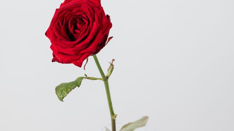 Single Rose