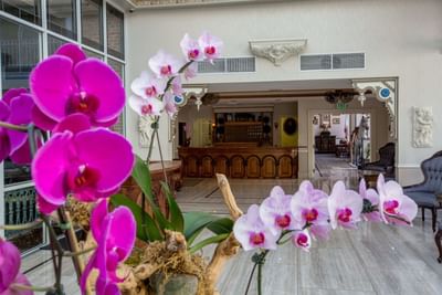 Orchids flowers in the lobby area at Horton Grand Hotel