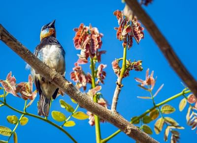 pajarito en rama, sin mirar a la cámara