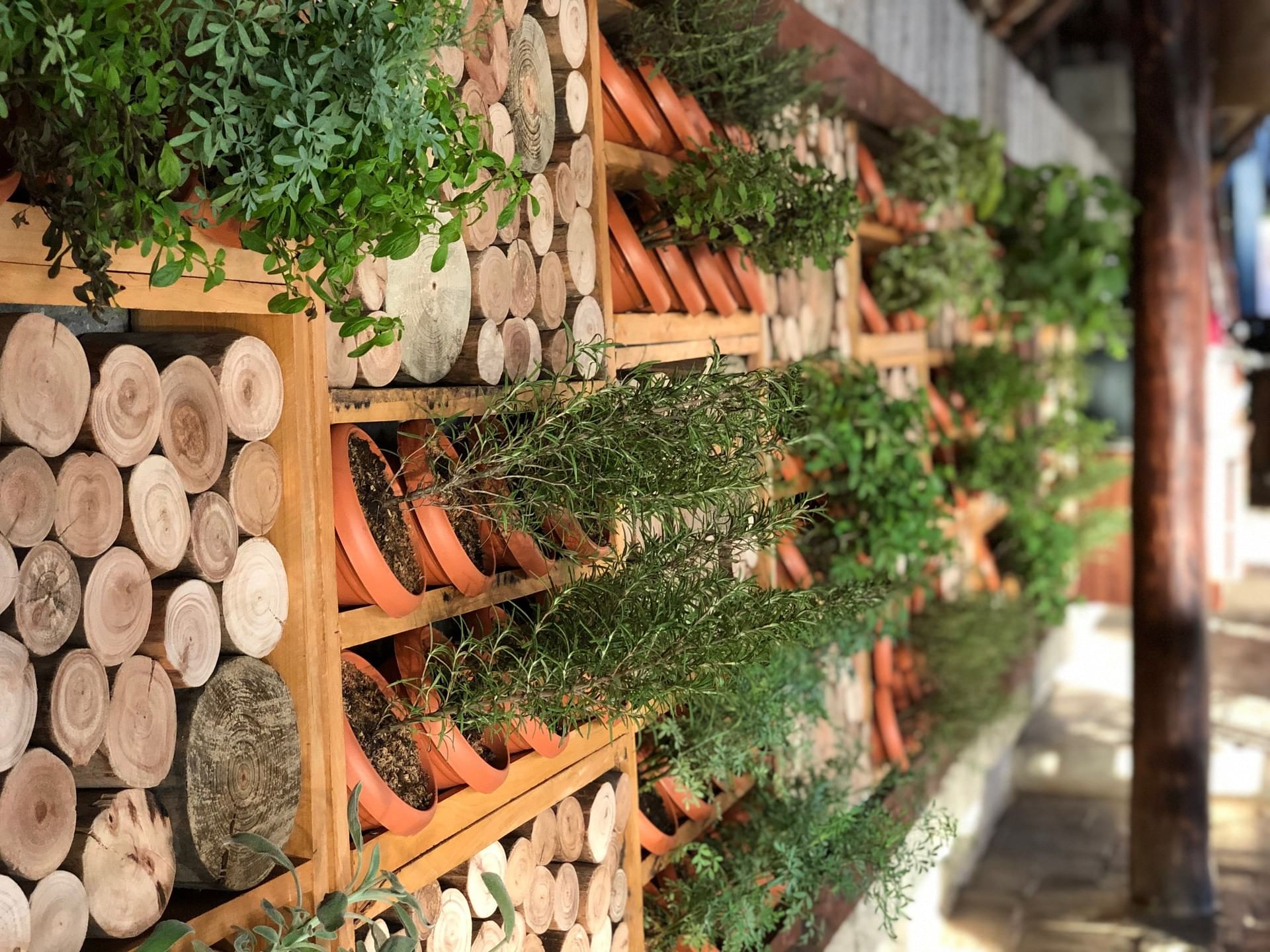 Potted herbs on wood shelves by stacks of logs under a rustic pavilion at Morgan's Rock Reserve & Ecolodge