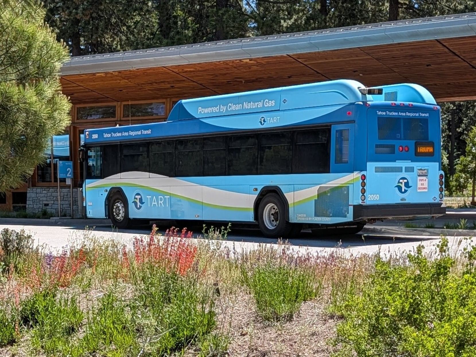 Blue TART bus on street