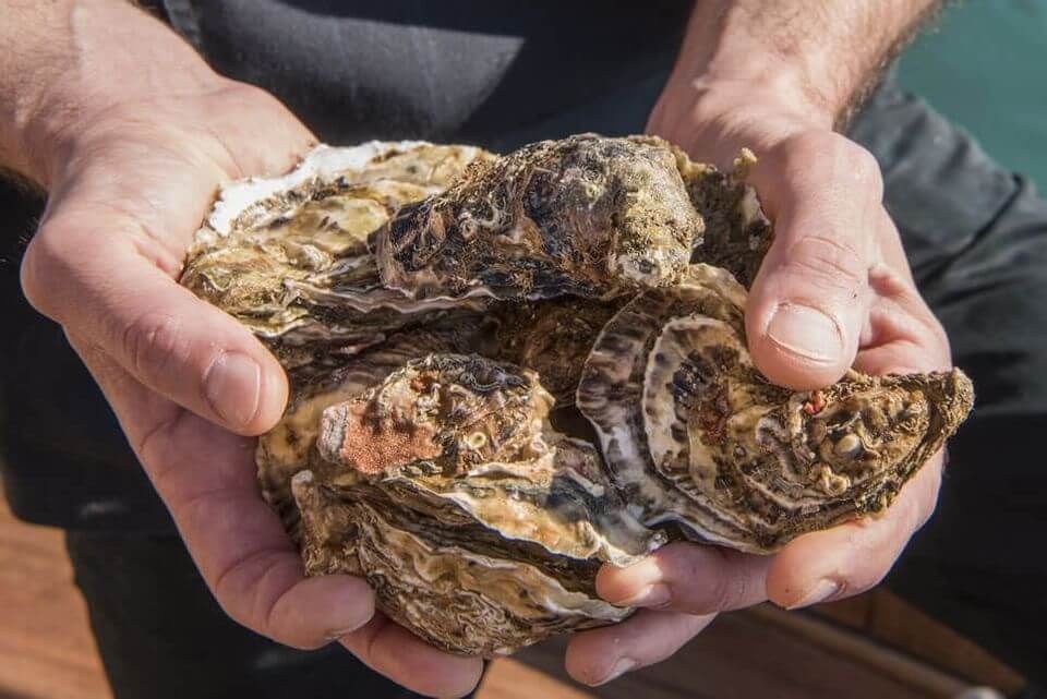 oyster experience portovenere
